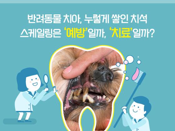 누렇게 쌓인 반려견 치석…스케일링은 '예방'일까, '치료'일까