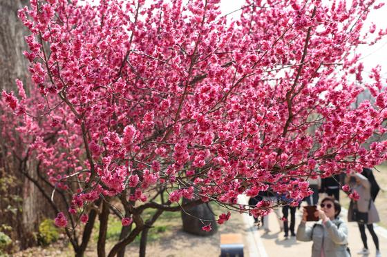 [뉴스1 PICK]낮 최고 19도 포근한 봄날…전국 곳곳 봄꽃 피고 나들이객 북적