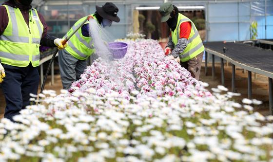 도심 곳곳 화사하게 단장할 봄꽃