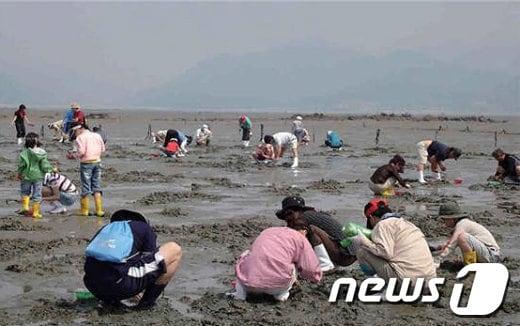 전북 고창 하전어촌체험마을 갯벌체험 모습&#40;뉴스1/DB&#41;ⓒ News1