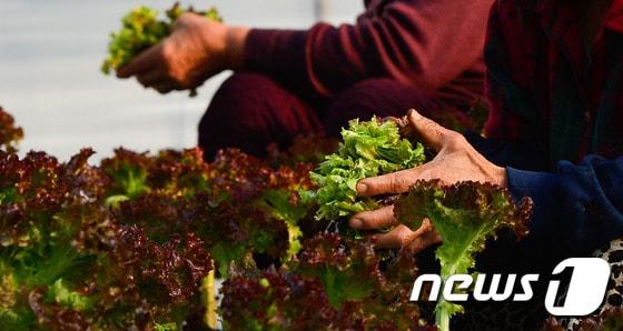 파주 법원읍 일대에서 농민들이 상추를 수확하고 있다.  /뉴스1 DB ⓒ News1 송은석 기자