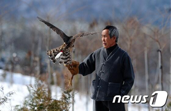 매 사냥 기능보유자인 박정오 응사&#40;지방무형문화재 제 20호 보유자&#41;가 전북 진안군 백암리 야산에서 매사냥을 시연하고 있다./뉴스1 ⓒ News1