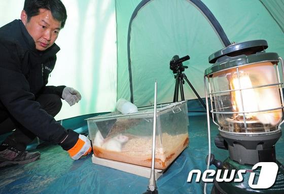 전북지방경찰청 과학수사계 주관으로 열린 &#39;캠핑장 텐트 내 일산화탄소 중독 사망에 대한 실험&#39;에서 수사원들이 일산화탄소에 중독된 실험쥐의 행동 분석을 위해 렌턴과 숯을 텐트에 넣고 있다.2014.2.27/뉴스1