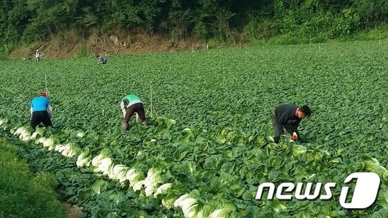 농민들이 강원도 고랭지 배추를 수확하고 있다./뉴스1 ⓒ News1 홍성우 기자