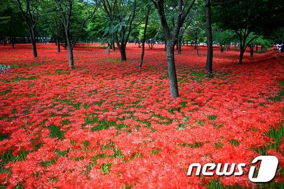 불갑산에 핀 상사화&#40;영광군 제공&#41; ⓒ News1