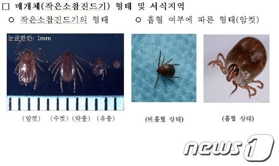 중증열성혈소판감소증후군 매개체 작은소참진드기./ⓒ News1