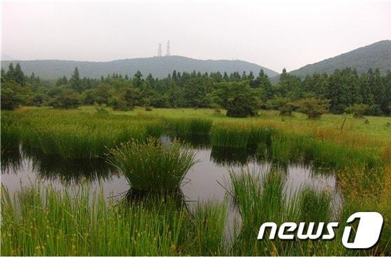 제주시 애월읍 숨은물뱅듸 습지./뉴스1 ⓒ News1