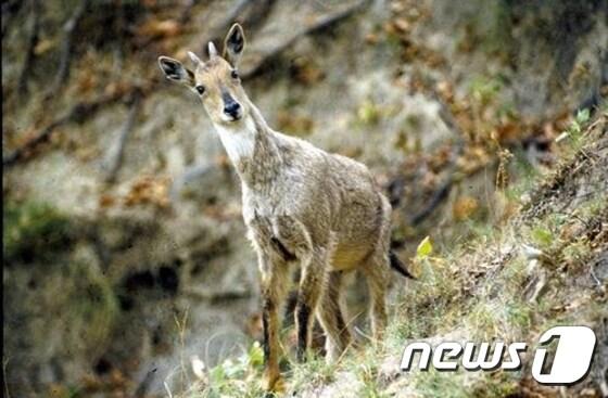 동물보호단체 케어&#40;공동대표 박소연·전채은&#41;는 10일 성명을 통해 &#34;멸종위기에 처한 야생동·식물종의 국제거래에 관한 협약&#40;CITES&#41; 부속서Ⅰ에 해당하는 산양의 서식지에 케이블카 건설할 수 없다&#34;라며 설악산 오색케이블카 설치를 반대했다.&#40;사진 &#39;케어&#39; 홈페이지 캡처&#41;ⓒ News1