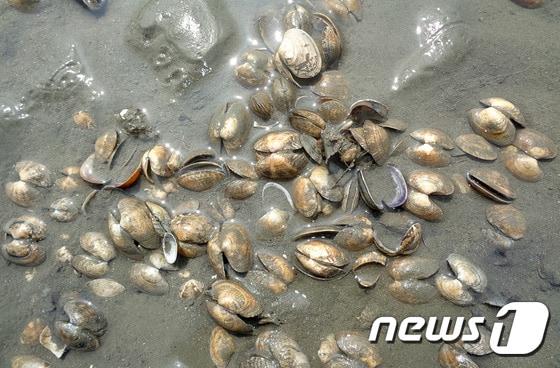 바지락.&#40;부안군 제공&#41;&#40;사진은 기사 내용과 무관함&#41; / 뉴스1 ⓒ News1