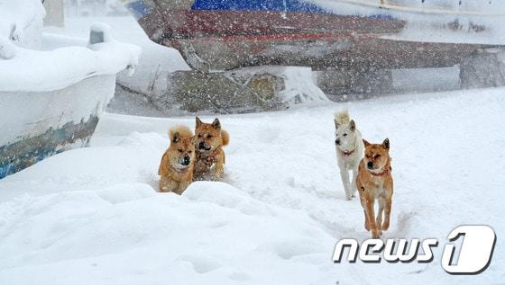 전주를 비롯한 전북지역 전역에 30cm안팎의 폭설이 내린 24일 오전 전북 군산시 비응항에서 개들이 눈 쌓인 인도를 뛰어다니고 있다. &#40;사진은 기사 내용과 무관함&#41;  2016.1.24/뉴스1 ⓒ News1 김대웅 기자