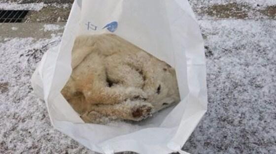 얼어 죽은 강아지가 비닐봉투에서 발견돼 네티즌들의 공분을 사고 있다.&#40;사진 페이스북 여주사람들 페이지 캡처&#41;ⓒ News1