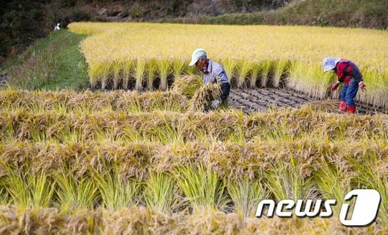 25일 친환경 쌀 재배지로 널리 알려진 경남산청군 오부면 일물마을의 한 논.  ⓒ News1 이경구 기자