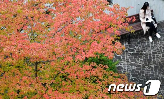 완연한 가을 날씨를 보인 25일 오후 대전 배재대학교 캠퍼스에서 한 학생이 붉게 물든 산딸나무 아래 벤치에 앉아 독서를 하고 있다. 2016.10.25/뉴스1 ⓒ News1 주기철 기자