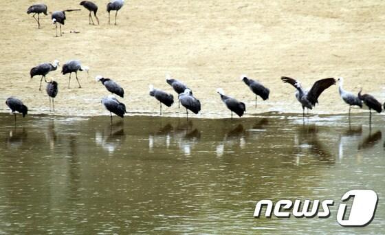 함안군 대산면 남강과 함안천의 합류 지점인 모래톱에서 천연기념물 제203호인 재두루미,흑두루미 500여 마리가 한가로이 휴식을 취하고 있다.2016.10.28./뉴스1 ⓒ News1 이철우 기자