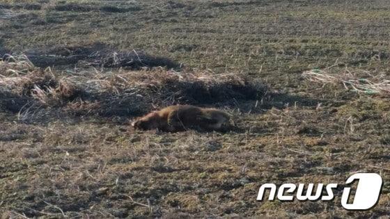 멧돼지 출몰 자료사진. &#40;전주덕진소방서 제공&#41;2016.2.7/뉴스1 ⓒ News1 박아론 기자