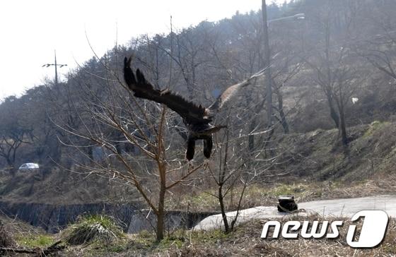 농약에 중독된 채 탈진 상태로 구조된 독수리가 치료를 마치고 자연으로 돌아가고 있다.&#40;전북야생동물구조관리센터 제공&#41;