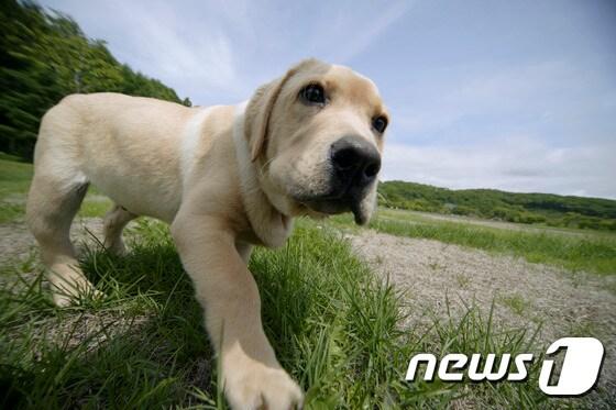  일본에서는 반려동물보험 보유계약선수가 최근 4년 사이 72%가 늘어나는 등 관련 시장이 급성장하고 있다.&#40;사진 이미지투데이 자료사진&#41;ⓒ News1