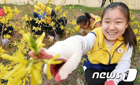 식목일을 하루 앞둔 4일 오후 경기도 수원시 권선구 칠보초등학교에서 대한적십자사 경기도지사 RCY 단원들이 우리학교 푸르게 가꾸기 및 Green 캠페인을 펼치고 있다. 이번 행사는 한국전쟁으로 황폐해진 우리 산야를 푸르게 가꾸기 위해 1만 그루의 나무를 심음으로써 시작된 RCY 활동의 의미를 되새기기 위해 마련됐다. 2016.4.4/뉴스1 ⓒ News1 이재명 기자