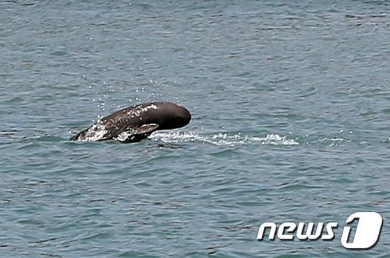 멸종위기종 상괭이&#40;사진은 기사 내용과 무관함&#41; / 뉴스1 ⓒ News1