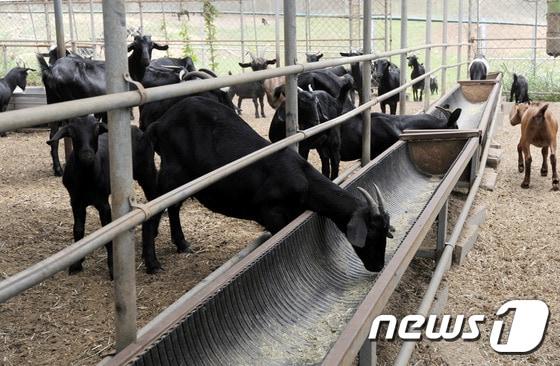 흑염소 목장 전경.ⓒ News1 황희규 기자