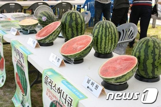 전북 진안군이 오는 29일 개막 예정이었던 진안고원 수박축제를 취소했다./뉴스1 ⓒ News1 김동규 기자