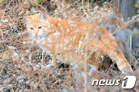 서울 시내 한 공원에서 들고양이가 먹이를 찾아 헤매고 있다.  2017.1.1/뉴스1 ⓒ News1 임세영 기자