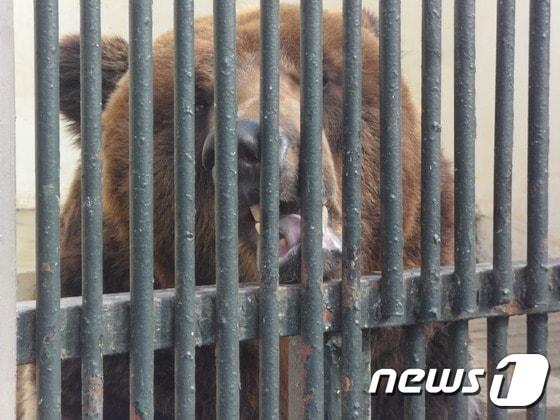 전주동물원의 불곰. &#40;사진 최혁준&#41; ⓒ News1