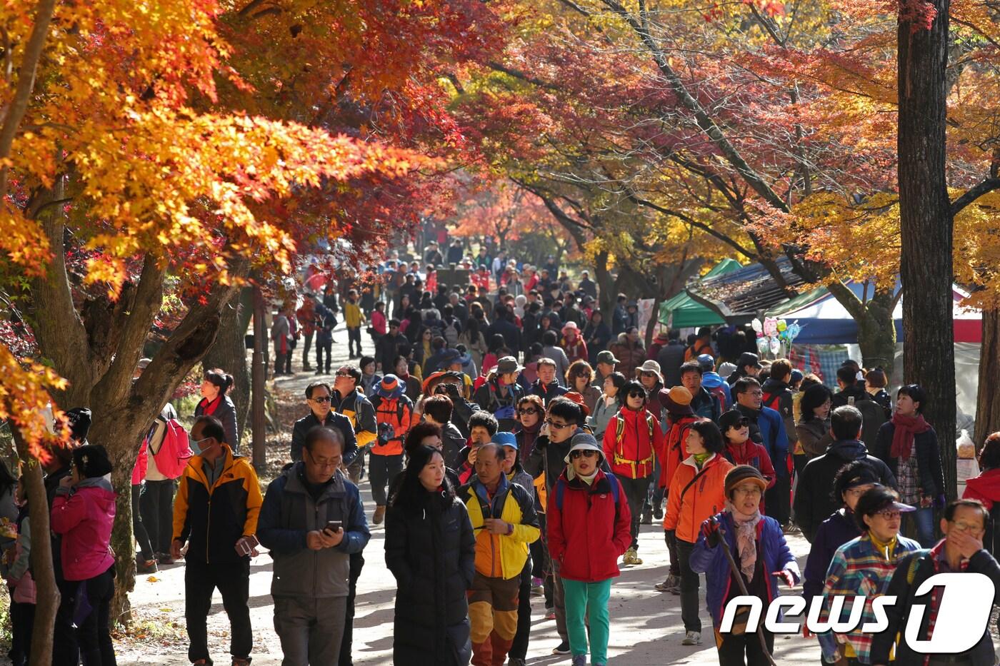 단풍명소인 전북 정읍시 내장산 &#40;뉴스1/DBⓒ News1