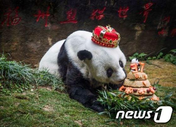 케익을 받은 판다의 모습. ⓒAFP= News1