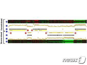 유전체 주석화 과정을 통해 예측한 유전자와 실제 유전자의 발현 데이터를 가시화하는 과정을 나타낸 그림. &#40;1&#41; 유전체는 두 가닥의 DNA 사슬로 이루어져 있으며 정방향&#40;위 패널&#41; 및 역방향 &#40;아래 패널&#41; 가닥의 유전자는 각각 노란색과 오렌지색으로 표시함. &#40;2&#41; 검정색 막대는 실제 RNA로 발현된 유전체 위치를 나타냄. &#40;3&#41; 점으로 이루어진 그래프는 여러 배양조건에서의 유전자 발현 강도를 나타냄. &#40;4&#41; 맨 위/아래의 색깔띠는 배양조건에 따른 유전자의 상대적인 발현 강도를 나타냄. &#40;5&#41; 유전체 및 전사체 통합분석을 통해 유전자 발현 위치를 결정하고, 신규 유전자 및 비번역 RNA를 찾아냄.ⓒ News1