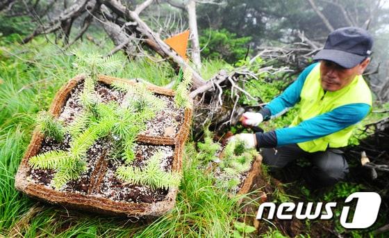 2017년 7월4일 제주 한라산 영실 등반로 1630m 일원에서 열린 ‘구상나무 종 복원연구를 위한 한라산 자생지내 시험식재 행사’에서 참가자들이 구상나무 묘목을 심고 있다. 한라산국립공원관리소, 산림청 국립산림과학원 난대아열대산림연구소가 공동으로 주최한 이날 행사는 한라산 구상나무 보전연구의 일환으로 자생지내 시험식재를 통해 구상나무 종 보전의 필요성을 알리고 도민 공감대 형성을 하기 위해 열렸다.2017.7.4/뉴스1 ⓒ News1