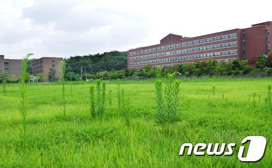 폐교한 한 지방대학. /뉴스1 ⓒ News1 문요한 기자