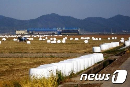 전북자치도 임실군이 사료 가격 폭등과 한우 가격 하락으로 어려움을 겪는 축산 농가를 위해 조사료 수확 농작업 대행을 무료로 지원한다./뉴스1 ⓒ News1 지정운 기자