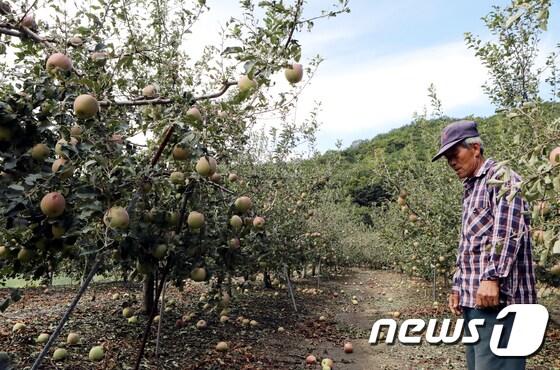 20일 오전 경북 안동시 풍산읍 죽전리 주민 임영진씨&#40;75&#41;가 전날 우박 피해를 입은 사과밭을 둘러본 뒤 망연자실한 표정을 짓고 있다. 2017.9.20/뉴스1 ⓒ News1 피재윤 기자