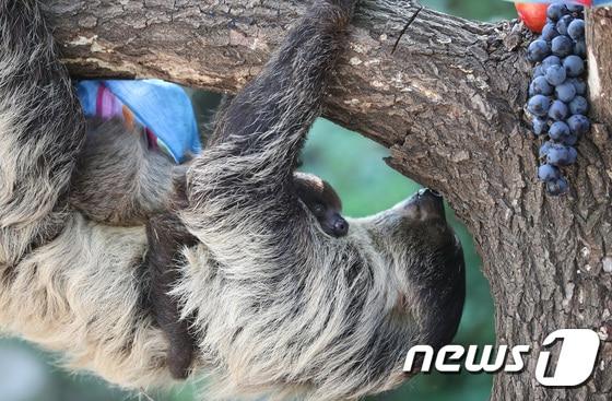 추석을 일주일여 앞둔 26일 오전 경기도 용인시 처인구 에버랜드 동물원에서 아기 나무늘보가 어미를 껴안고 있다.  &lt;자료 사진&gt; 2017.9.26/뉴스1 ⓒ News1 오장환 기자