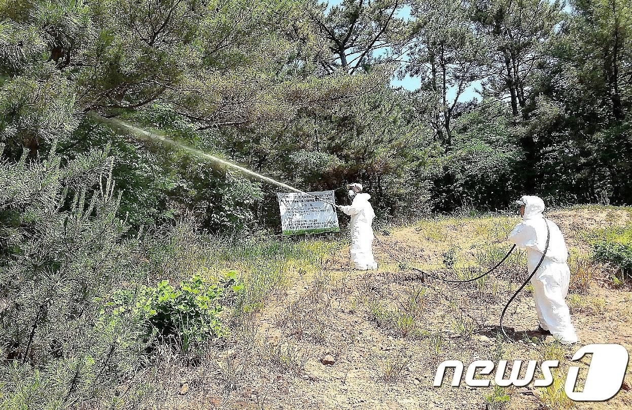 산림병해충 방제작업 장면 /뉴스1 ⓒ News1 