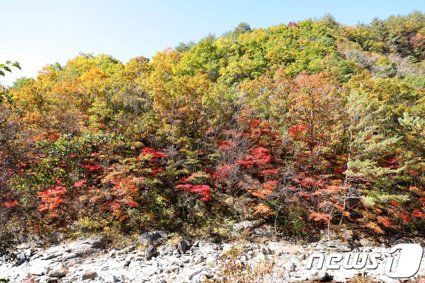 강원 양구군 두타연 일원.&#40;자료사진&#41;ⓒ News1 DB