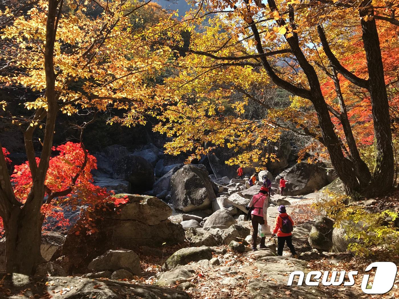 단풍으로 물든 무릉계곡 자료사진.&#40;뉴스1 DB&#41;