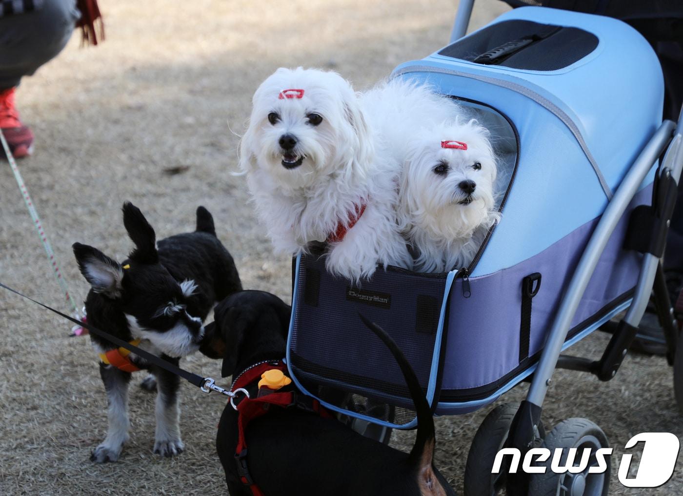 울산 반려동물 문화축제가 열린 4일 남구 태화강 둔치에서 강아지들이 산책을 하고 있다. &#40;사진은 기사 내용과 무관함&#41; / 뉴스1 ⓒ News1 2018.11.4/뉴스1 ⓒ News1 조민주 기자