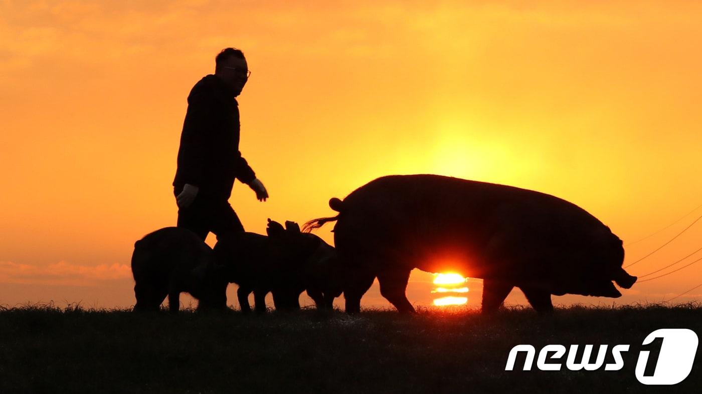 &#39;돼지의 해&#39;인 2019년 기해년&#40;己亥年&#41;이 밝았다. 돼지들이 떠오르는 새해 태양을 뒤로 한 모습. 2019.1.1/뉴스1 ⓒ News1 장수영 기자