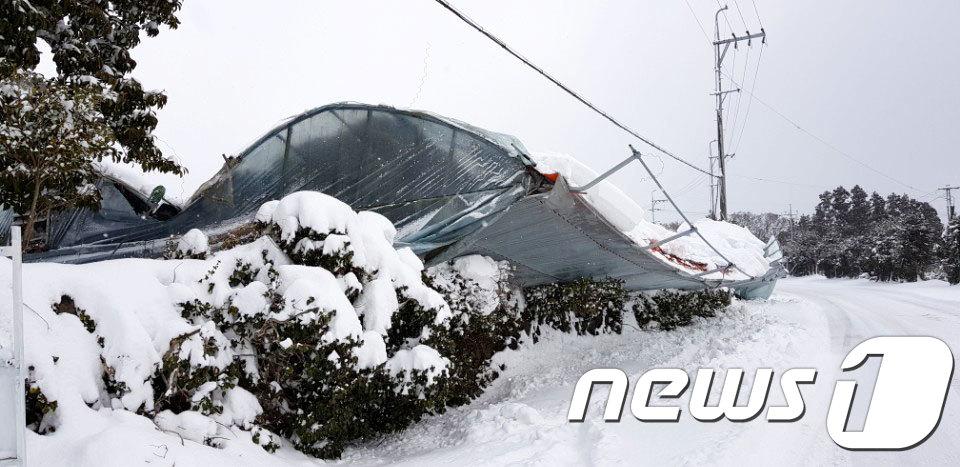 비닐하우스가 눈의 무게를 이기지 못하고 무너져 있다.&#40;제주도 농업기술원 제공&#41; ⓒ News1 오미란 기자