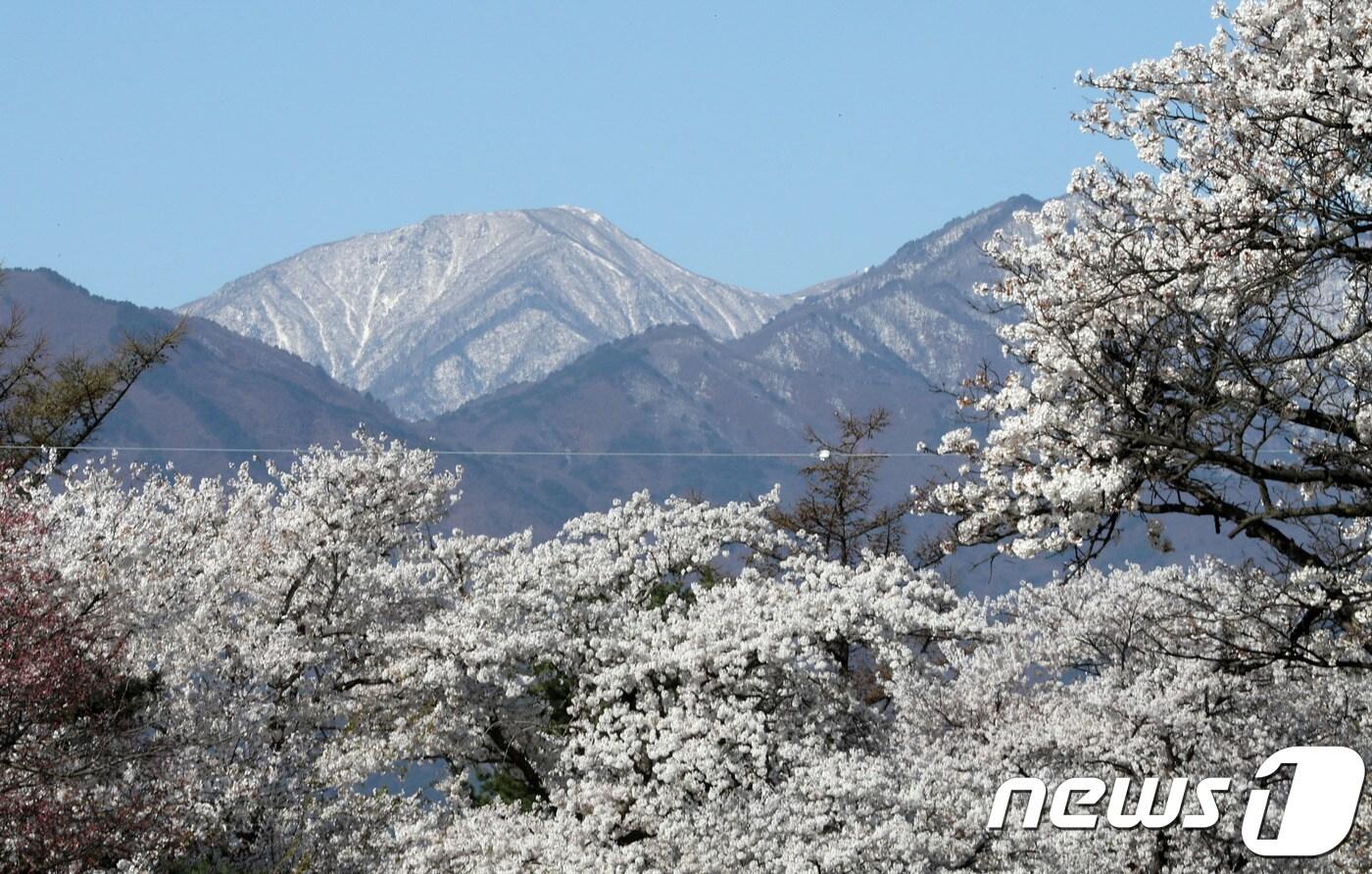 설악산에 핀 벚꽃 자료사진 .&#40;뉴스1 DB&#41;