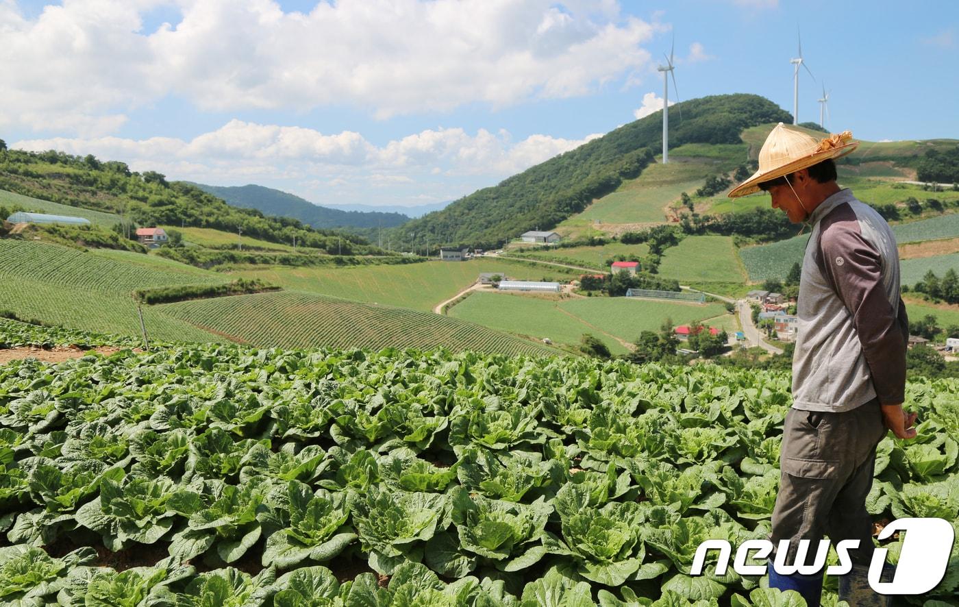 폭염 속 대관령에서 배추 생육 상태 살피는 농민.&#40;뉴스1 DB&#41; 