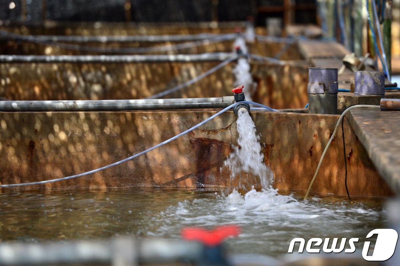  고수온 피해가 발생한 경북 포항시 남구 구룡포 육상양식장에 해수가 공급되고 있다.&#40;뉴스1 자료사진&#41; ⓒ News1 최창호 기자