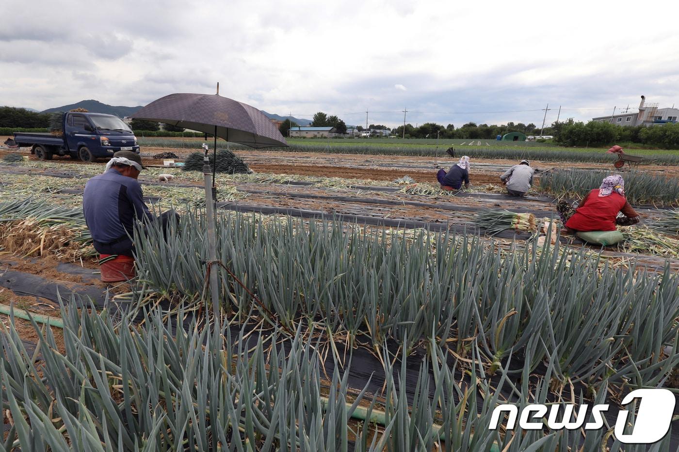 농사 자료사진. 사진은 이해를 돕기 위한 것으로 기사내용과 직접 관련 없음. ⓒ News1