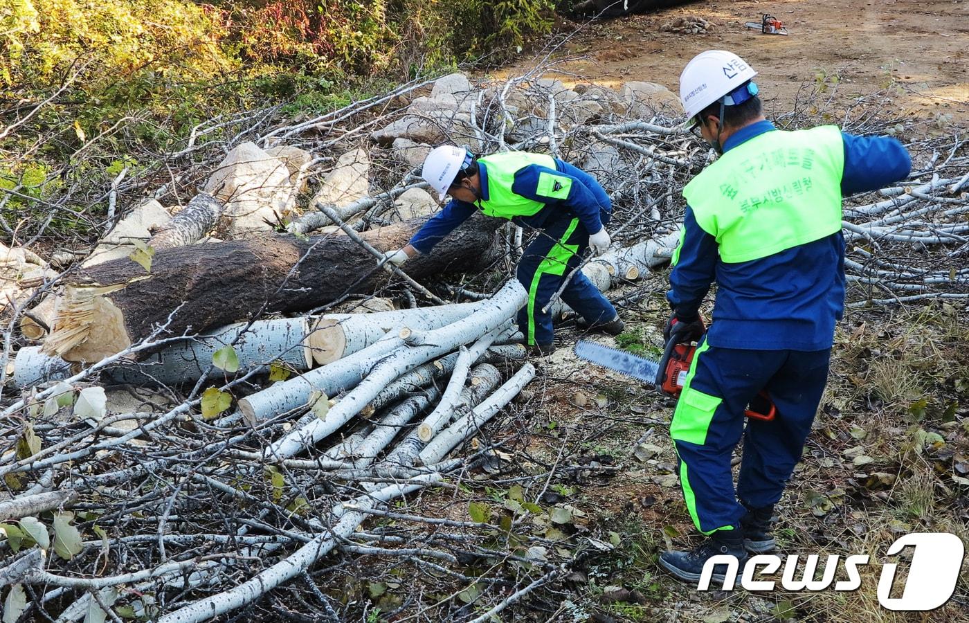 북부산림청 숲가꾸기패트롤팀.&#40;자료사진&#41;ⓒ News1 DB