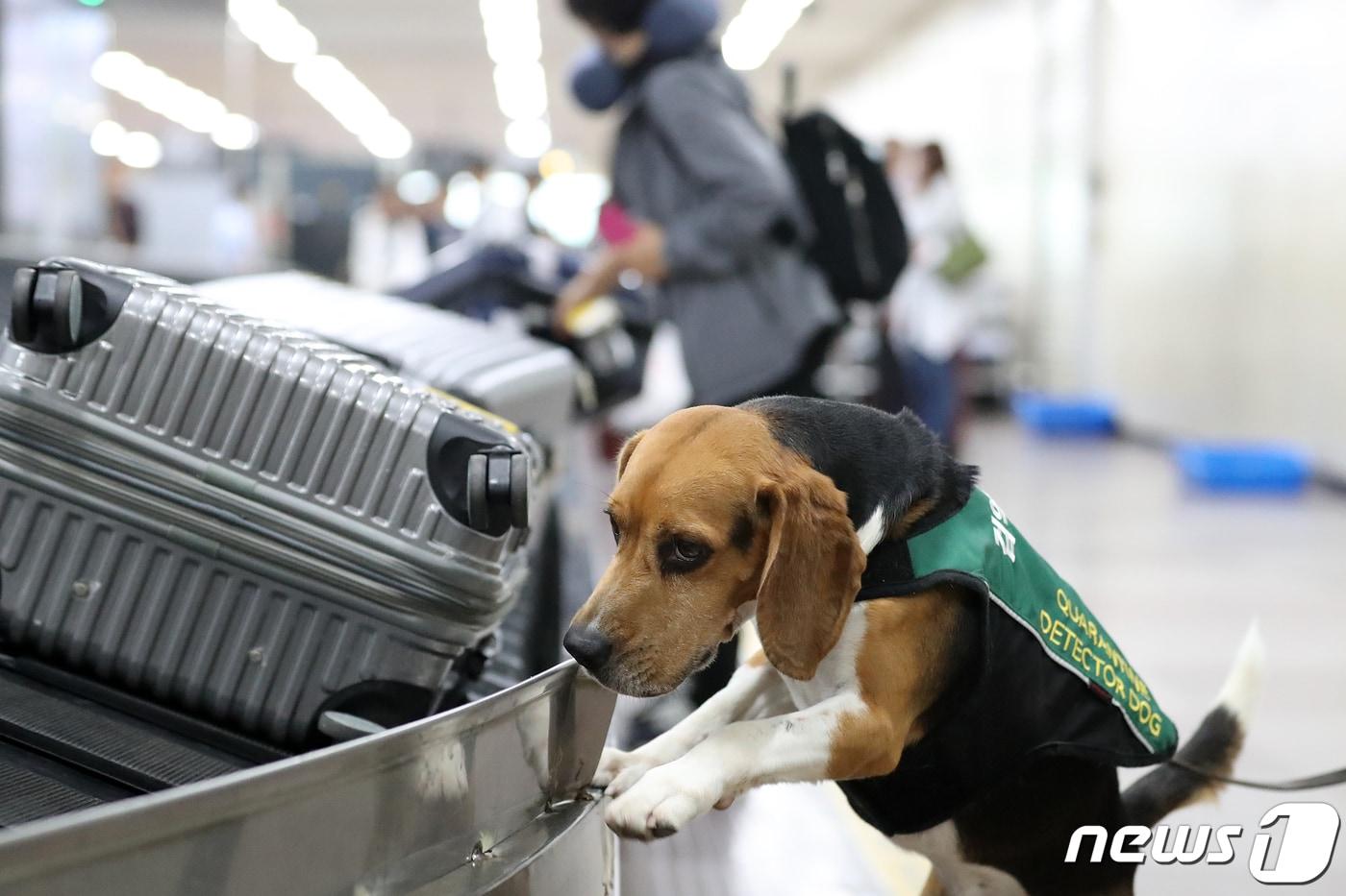 대구국제공항 입국장에서 아프리카돼지열병&#40;ASF&#41; 유입을 막기 위해 배치된 농림축산검역본부 영남지역본부 검역탐지견이 대구공항에 도착한 수하물을 검색하고 있다. ⓒ News1 공정식 기자