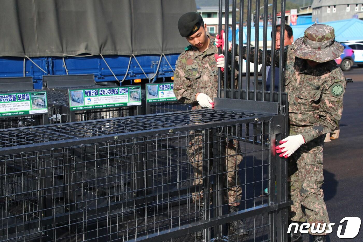 강원 화천군에서 군 장병들이 아프리카돼지열병&#40;ASF&#41; 매개체로 의심되는 멧돼지를 잡기 위한 포획 틀을 화천군으로부터 전달받으면서 사용방법을 익히는 모습. 2019.10.16/뉴스1 ⓒ News1 홍성우 기자