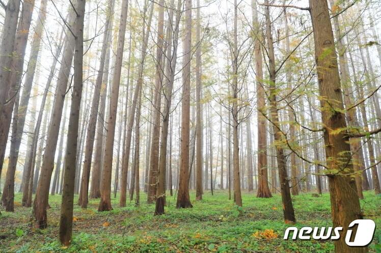 제월섬 메타세쿼이아.&#40;곡성군 제공&#41;/뉴스1