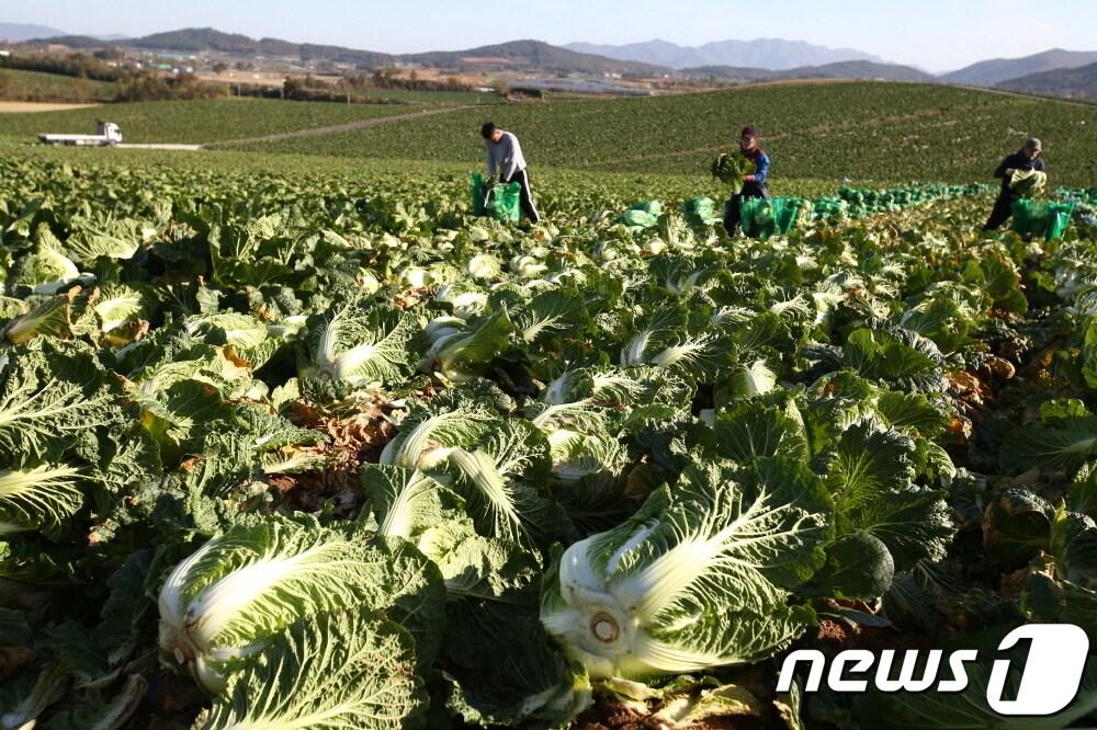 해남군 황산면 연호리에서의 김장배추 수확 모습.&#40;해남군 제공&#41; 2019.11.26./뉴스1 ⓒ News1 